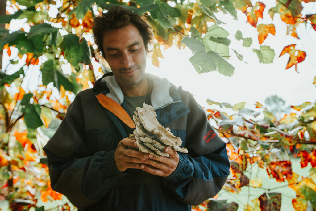 Mārama's Oyster Mushrooms Harvest Tutorial