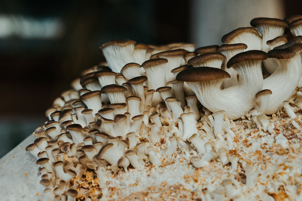 Mārama's Oyster Mushroom Intro Tutorial