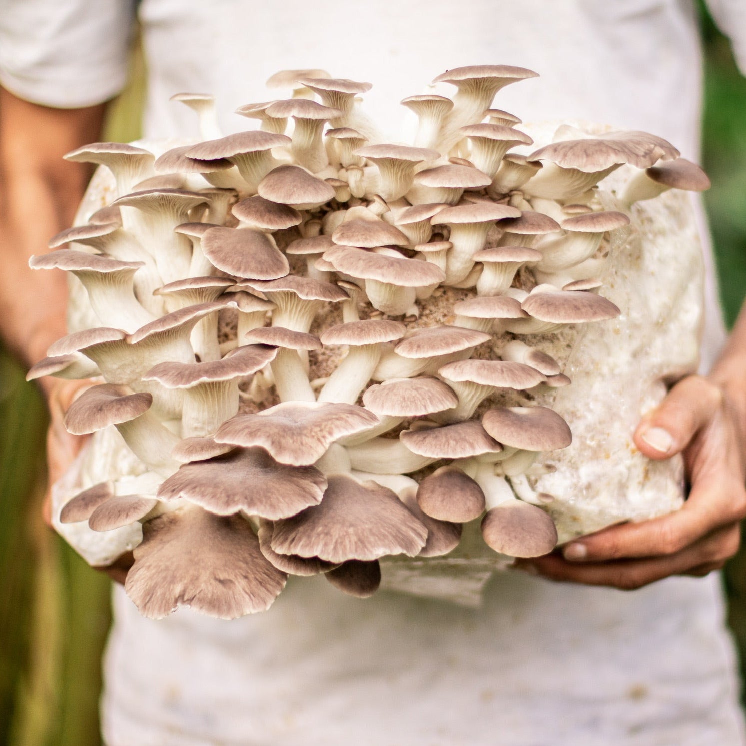 Phoenix Oyster Mushroom Block
